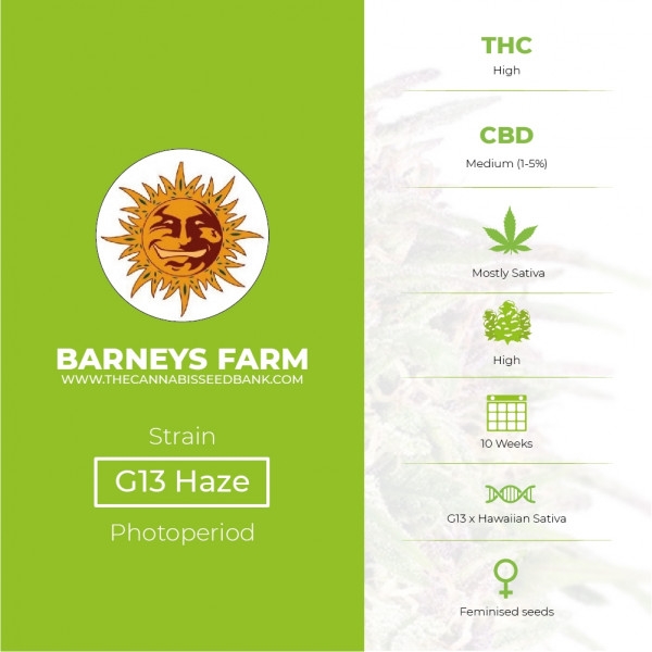 G13 Haze Feminised Barney's Farm Seeds - Characteristics
