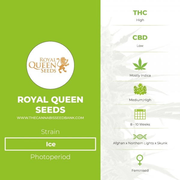 Ice (Royal Queen Seeds) - The Cannabis Seedbank
