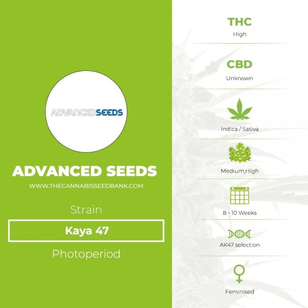 Kaya 47 (Advanced Seeds) - The Cannabis Seedbank