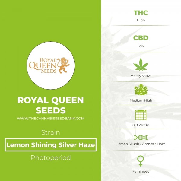 Lemon Shining Silver Haze (Royal Queen Seeds) - The Cannabis Seedbank