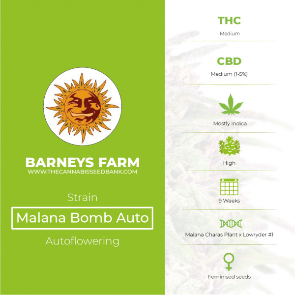 Malana Bomb Auto Feminised Barney's Farm Seeds - Characteristics