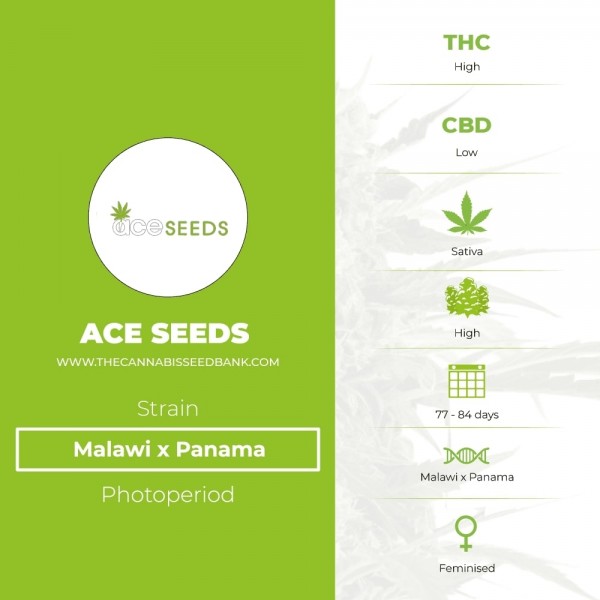 Malawi x Panama (Ace Seeds) - The Cannabis Seedbank
