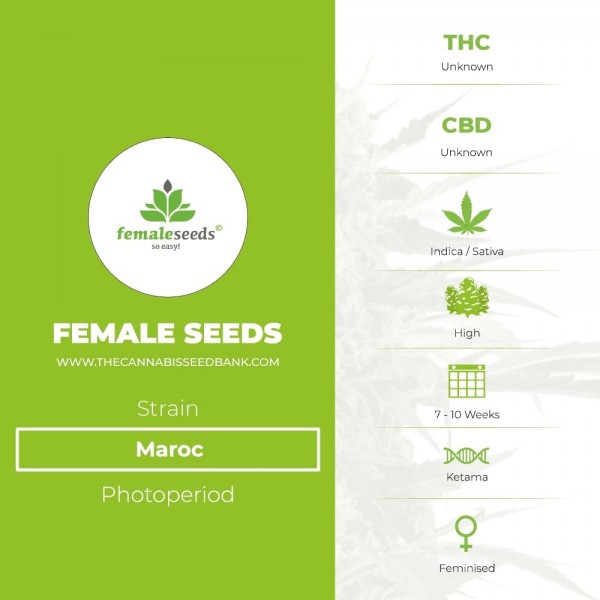 Maroc (Female Seeds) - The Cannabis Seedbank