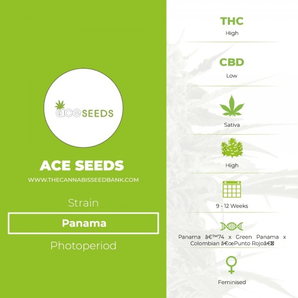Panama (Ace Seeds) - The Cannabis Seedbank