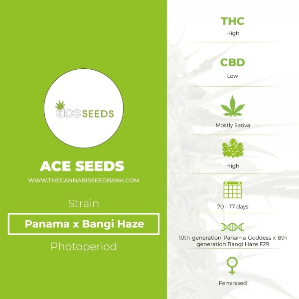 Panama x Bangi Haze (Ace Seeds) - The Cannabis Seedbank
