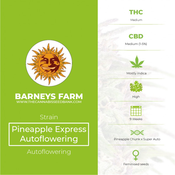 Pineapple Express Auto Barney's Farm Seeds - Characteristics