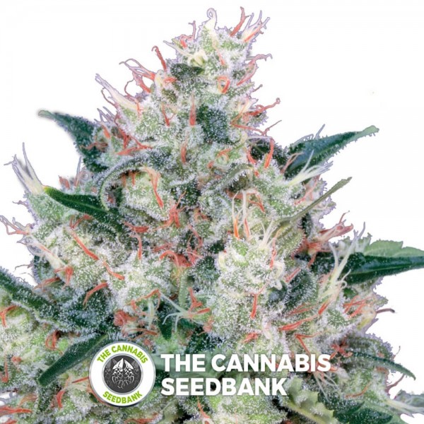 Honey Cream FAST Version (Royal Queen Seeds) - The Cannabis Seedbank