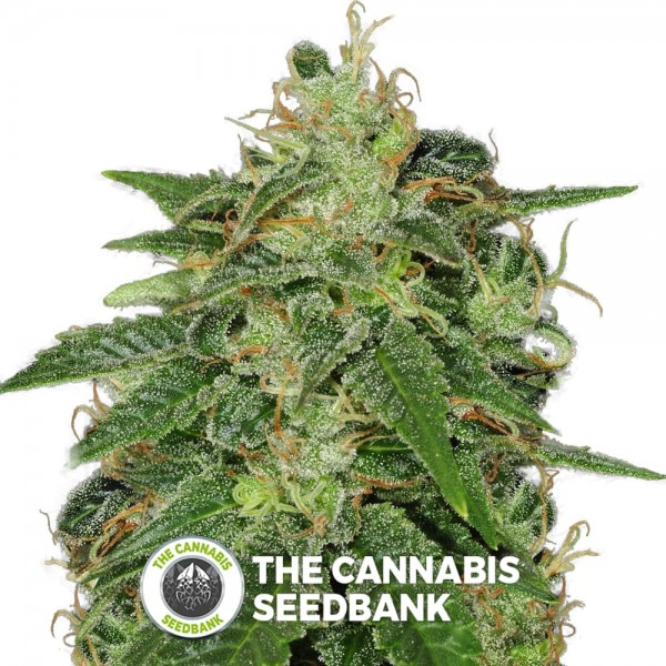Sage n Sour (T.H. Seeds) - The Cannabis Seedbank