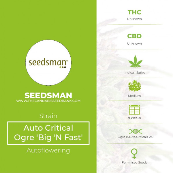 Auto Critical Ogre 'Big 'N Fast' Feminised Seedsman - Characteristics