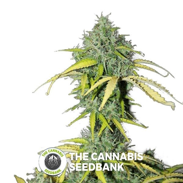 Auto Amnesia Feminised Seedsman