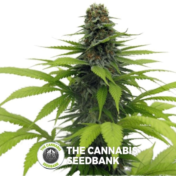 Candy Cream Feminised Seedsman