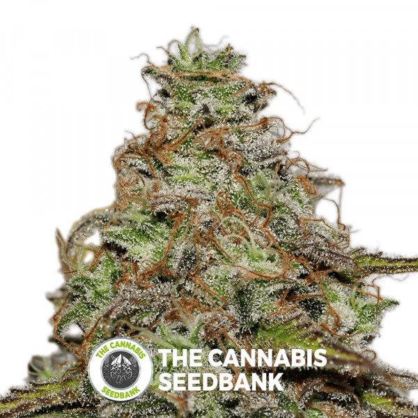 Mazari Feminised Seedsman