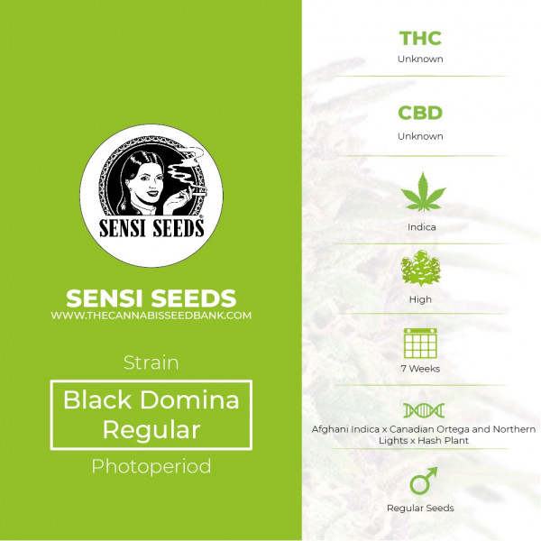 Black Domina Regular - Sensi Seeds - Characteristics