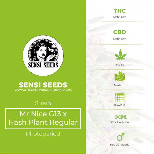 Mr Nice G13 x Hash Plant Regular - Sensi Seeds - Characteristics