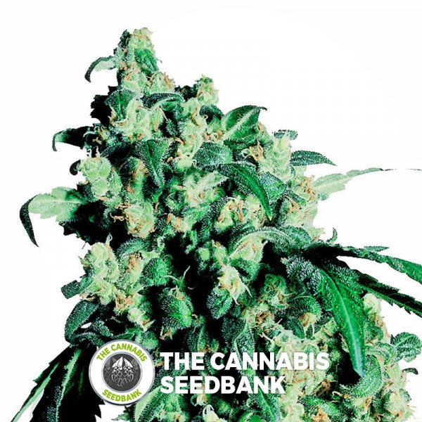 Super Skunk - Feminised Cannabis Seeds - Sensi Seeds