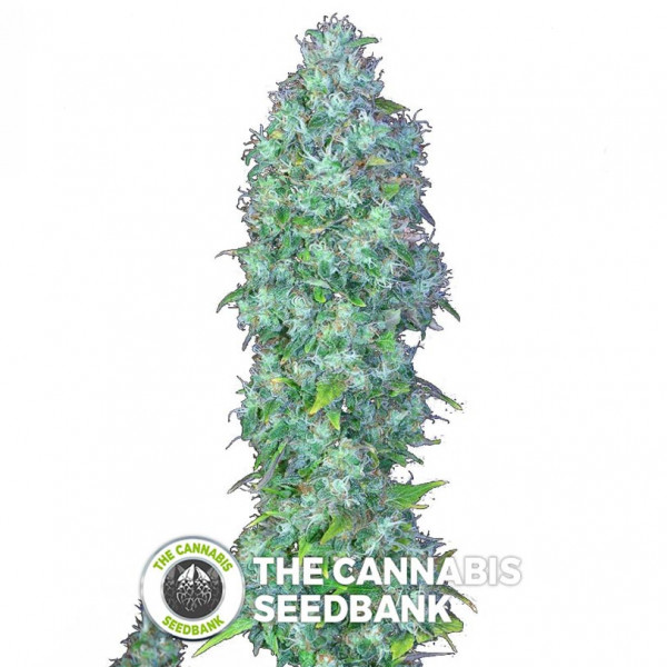 Serious - Happiness - Feminised - Serious Seeds