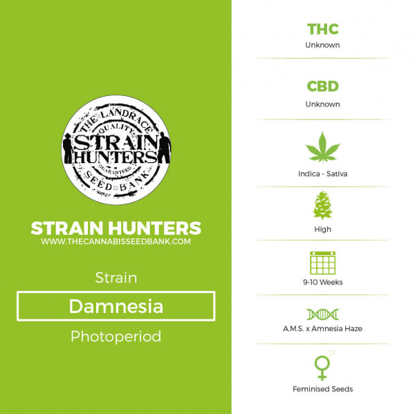 Damnesia - Feminised - Strain Hunters - Characteristics