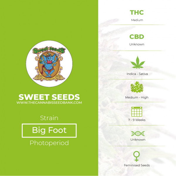 Big Foot Feminised Sweet Seeds - Characteristics