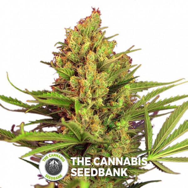 Cream Mandarine FAST Version Feminised Sweet Seeds
