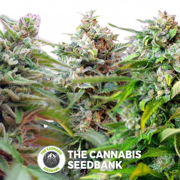 El Colecconista de Jack (Jack's Collection) Autoflowering