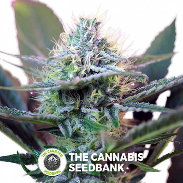 Speed + Autoflowering Sweet Seeds