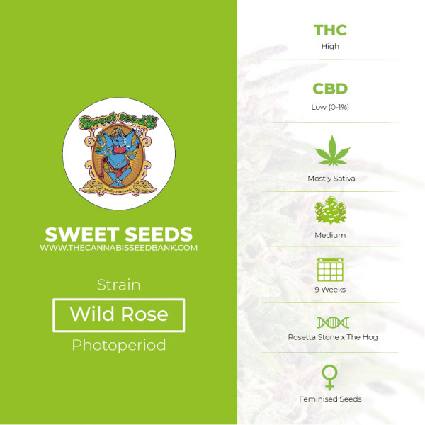 Wild Rose Feminised Sweet Seeds - Characteristics