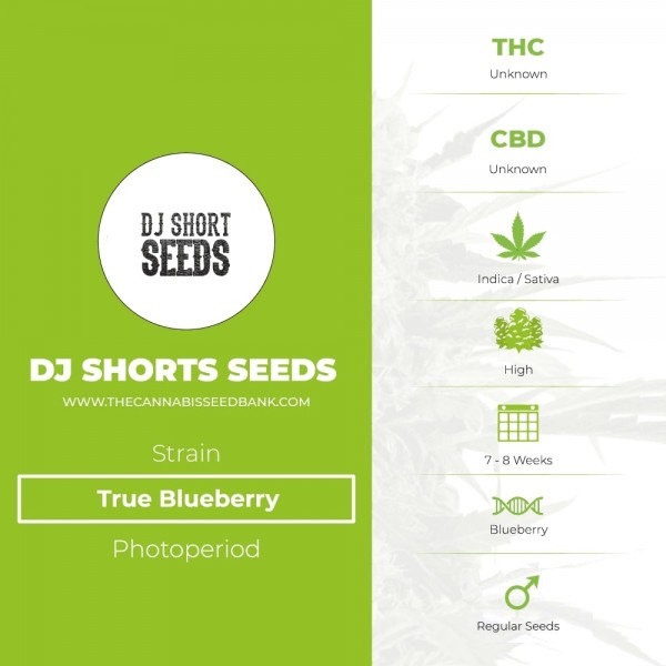 True Blueberry Regular (DJ Short) - The Cannabis Seedbank