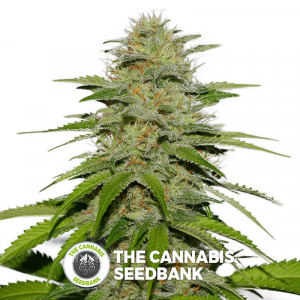 Victory Kush - Regular Cannabis Seeds - Alpine Seeds