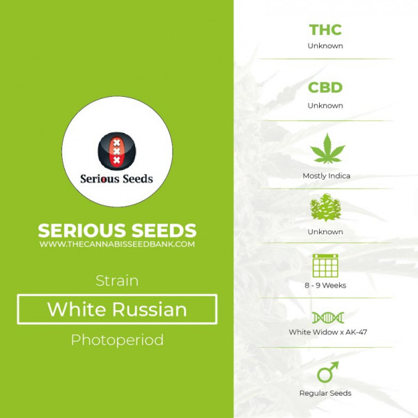 White Russian - Regular - Serious Seeds - Characteristics