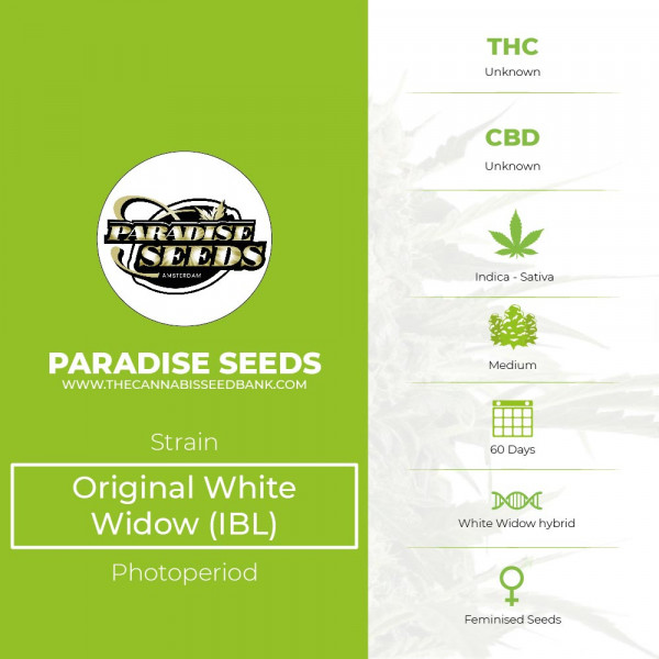 Original White Widow (IBL) - Feminised - Paradise Seeds - Characteristics
